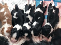 Chiots Cavalier King Charles