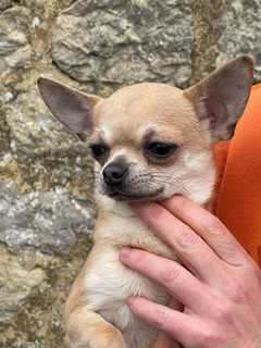
<br>Suite à une portée surprise de notre nouvelle arrivante dans la famille, nous cherchons de b