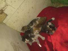 Donne chatons contre bon soins
