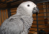 Don de perroquet gris du Gabon