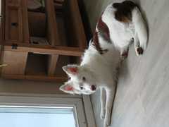 Cause santé, donne chiot border collie blanc de 8 mois. 