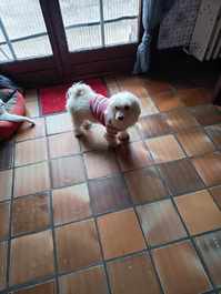 Donne mon chien bichon Maltais 