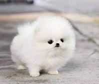 3 mois, femelle, Pomeranian teacup lof • Tatouage 2 GDK 652 •Numéro puce de<br>la mère : 250