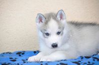 Magnifique  Chiot husky sibrien femelle 