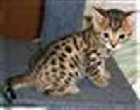 Magnifiques chatons Bengale  donner