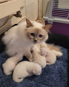Nous avons le plaisir de vous présenter notre adorable portée de 4 chatons Sacré de Birmanie pur