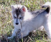 Magnifiques chiots husky sibérien