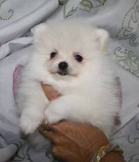 A donner Superbe chiot de pure race spitz allemand 
<br>A donner contre bon soin une petite merveil