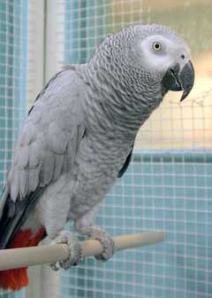 Perroquet gris du Gabon
<br>Perroquet gris du Gabon très agréable,tout ses papiers sont ajour âg