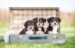 Notre élevage familial est heureux de vous annoncer la naissance de magnifiques chiots Australian 