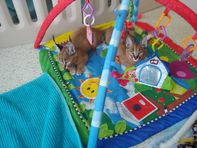 chatons caracal disponibles 