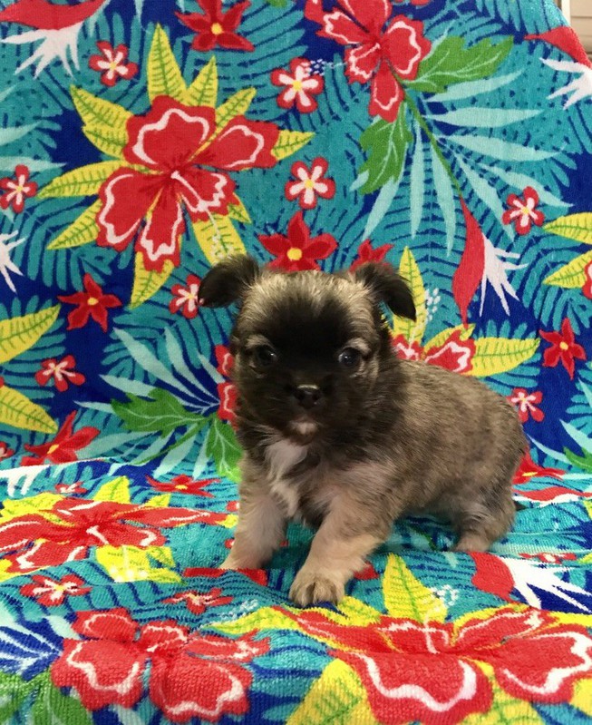 une belle chihuahua Femelle Non lof poil court une belle chihuahua Femelle Non lof poil court Animaux