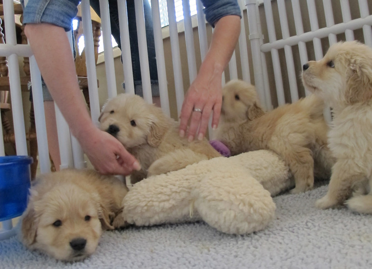 urgent !! chiots golden a donner pour adoption urgent !! chiots golden a donner pour adoption Animaux